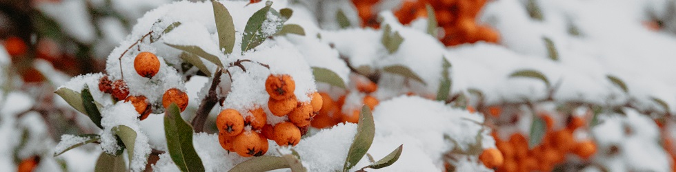 BeerenSchnee_980x250